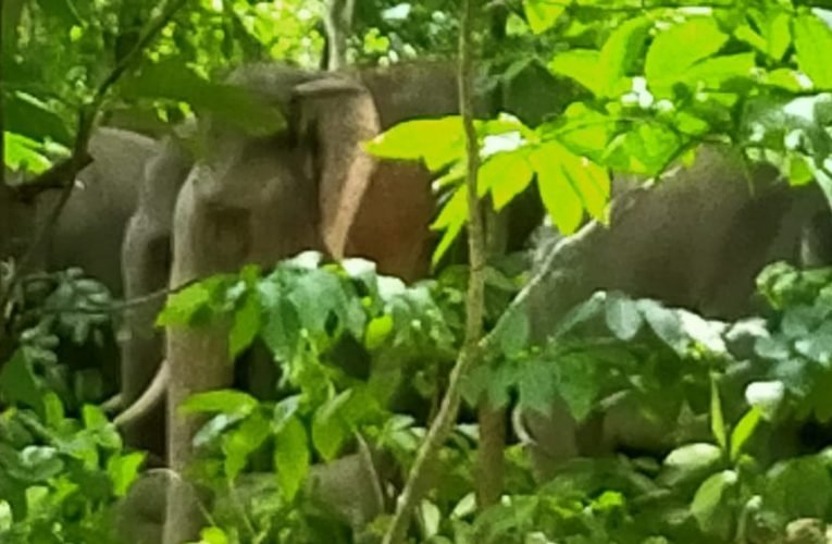 जंगली हाथियों त्रस्त ग्रामीणों ने वनरक्षक अध्यक्ष पर लगाया मनमानी का आरोप.