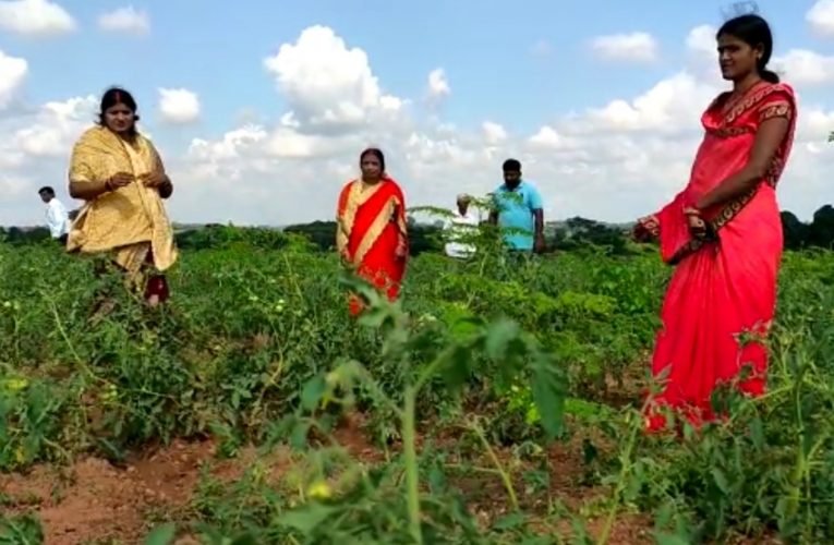महिलाओं की मेहनत लाई रंग बंजर भूमि पर लहराई फसल.