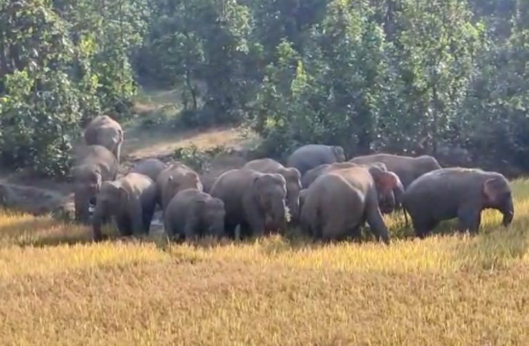 हाथियों के झुंड ने खेत में लगी फसलों को किया बर्बाद.