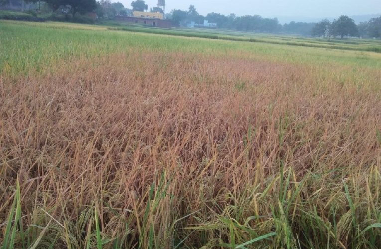 धान की खड़ी फसल में झुलसा रोग फैला, किसानों में हाहाकार।
