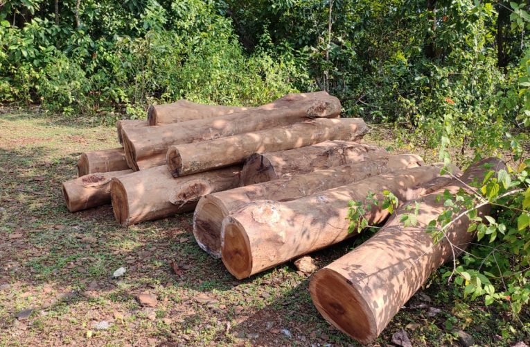 वन विभाग ने साल एवं गम्हार  का 20 बोटा अवैध लकड़ी जप्त किया.