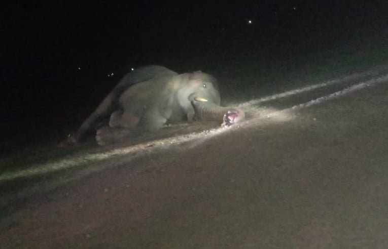 गिरीडीह के डुमरी प्रखंड में मिला मृत हाथी.