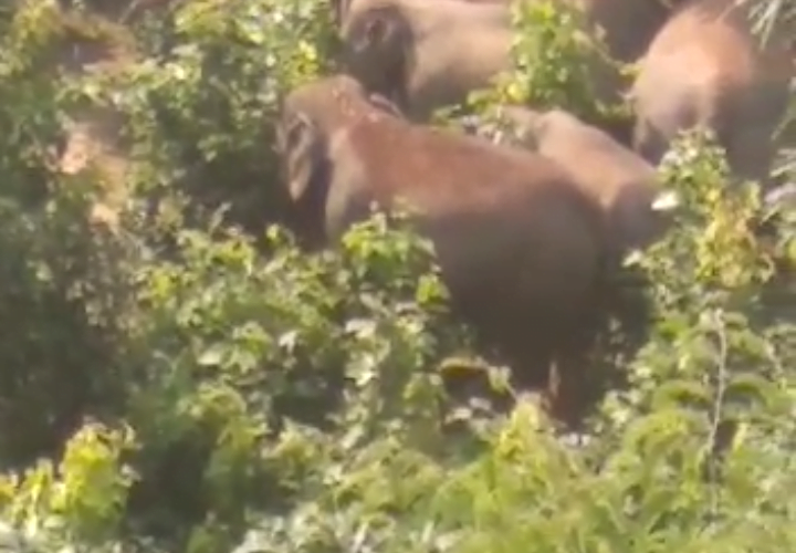 हाथियों के झुंड से दहशत