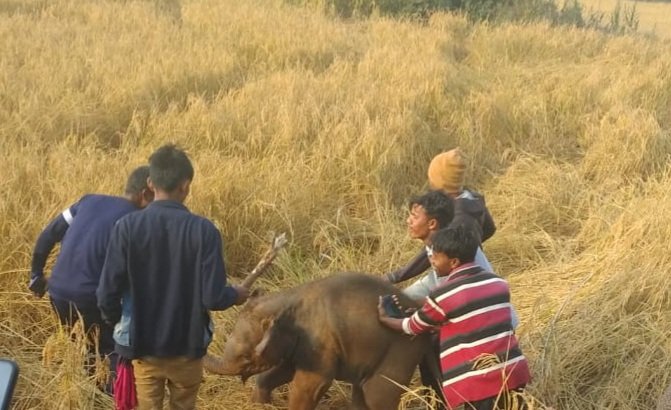 हाथी का बच्चा गिरा कुएं में, ग्रामीणों नें निकाला.