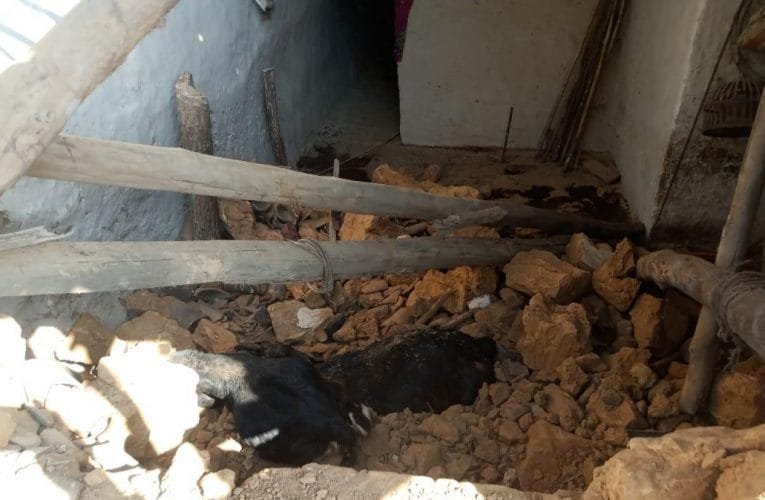 बलबल में जंगली हाथी का उत्पात खेत में लगी फसल को किया बर्बाद.