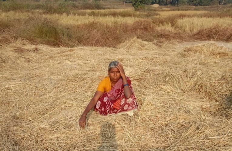 हाथियों के झुड ने खेत में लहलहा रहे कई एकड़ फसल को नष्ट किया.