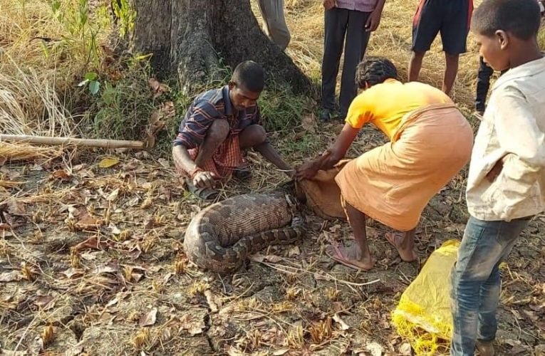 अजगर सांप मिलने से लोग भयभीत हैं ग्रामीण.