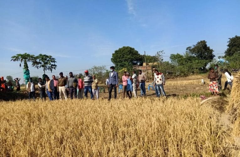 विवादित जमीन पर लगे धान की फसल को कराया नीलाम.