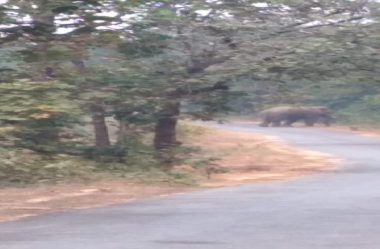 हाथियों ने सड़क पर उतर  यात्री वाहन को पलटा