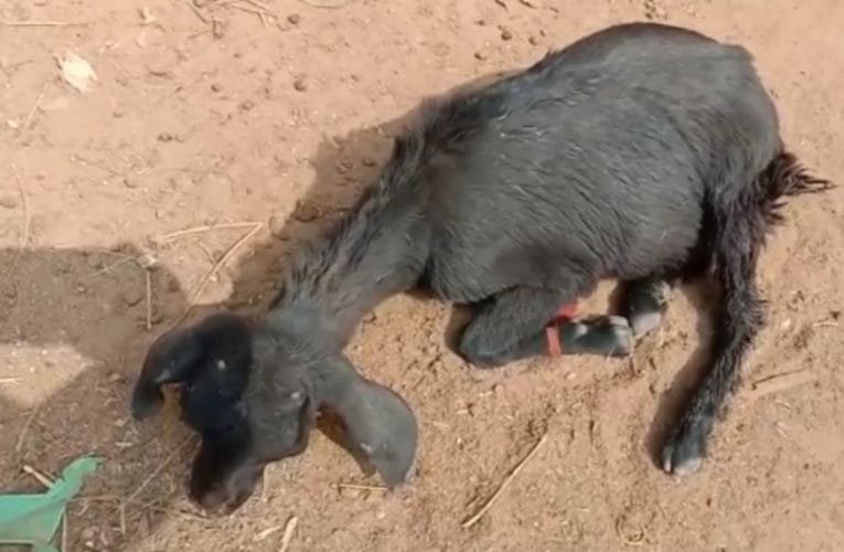 अज्ञात बीमारी से बकरियों की हो रही है मौत.