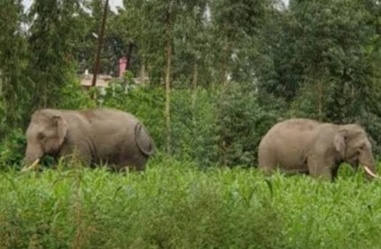 जंगली हाथी का कहर, एक व्यक्ति को पटककर मार डाला‌.