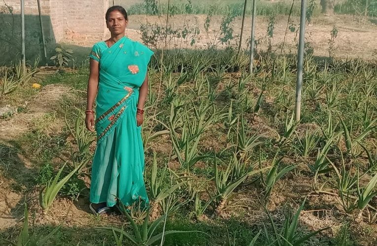 हर आंगन और खेत में एलोवेरा की खेती, महिलाएं सहेज रहीं पौधे.