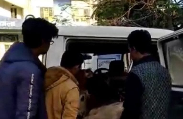 बोलेरो में हो रही थी गायों की तस्करी.