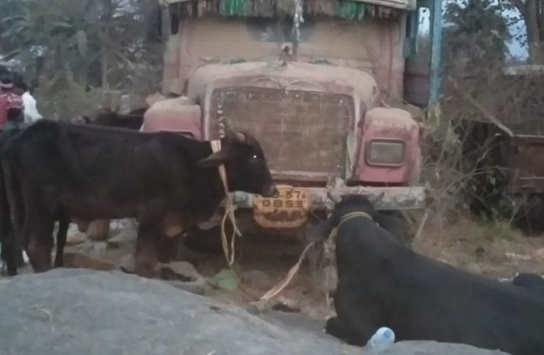 दुमका पुलिस नें पशु तस्कर को पकड़ा.