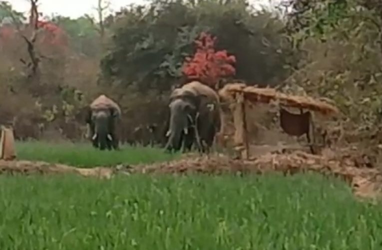 जंगली हाथियों ने खेतों में लगे गेंहू के फसल को किया बर्बाद.