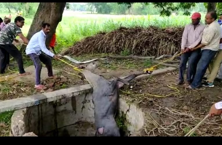 तीस फिट गहरे कुएं में गिरी नीलगाय, ग्रामीण के सहयोग से निकाली गई.