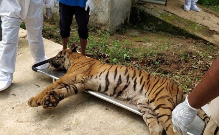 ओरमांझी स्थित बिरसा जैविक उद्यान में 10 वर्षीय बाघ शिवा की मौत की खबर.