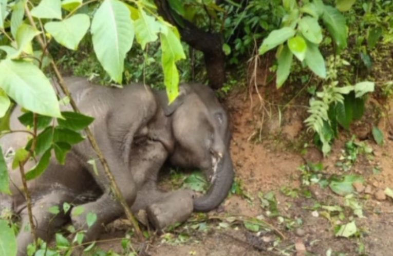 भंडरिया थाना क्षेत्र के  भजना जंगल में एक हाथी का बच्चा मृत पाया गया.