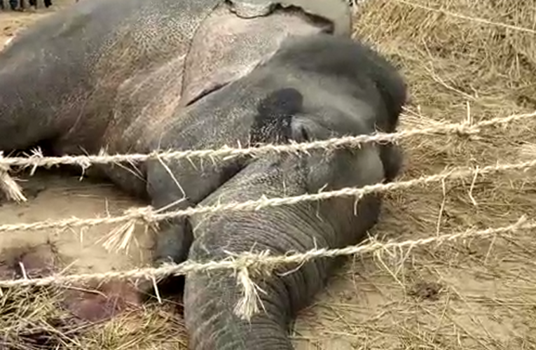 कैसे जंगली हाथियों का तार में फास कर होजाती है मौत ?