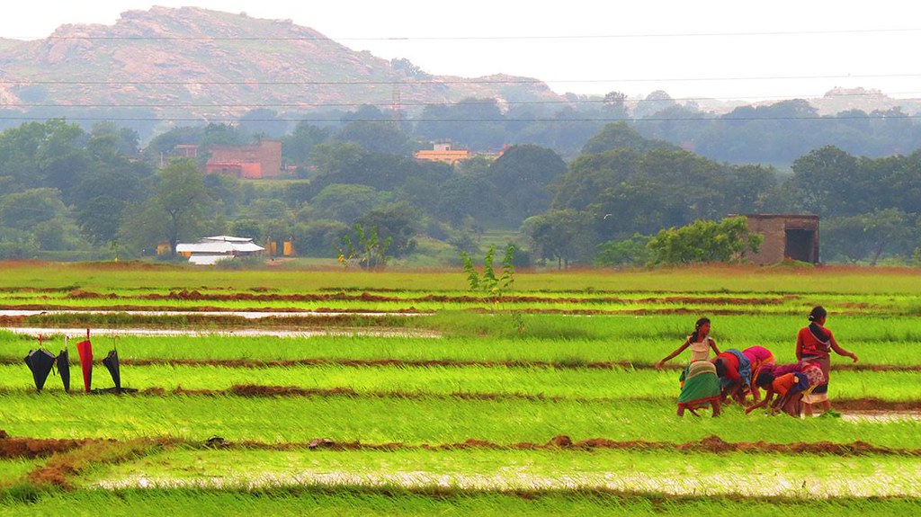 Agriculture In Jharkhand