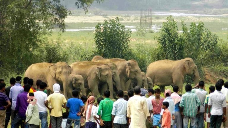 कुएं में गिरकर हाथी की मौत, ग्रामीणों ने खदेड़ा बेचारा हाथी कुएं में गिरा