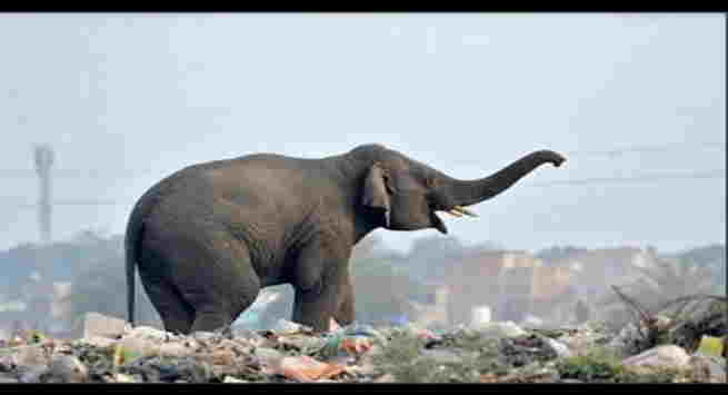 Hazaribag News:- हज़ारीबाग शहर में घुसा हाथी दो बुजुर्ग और एक बच्ची को पटक कर मार  डाला , एक की हालत गंभीर