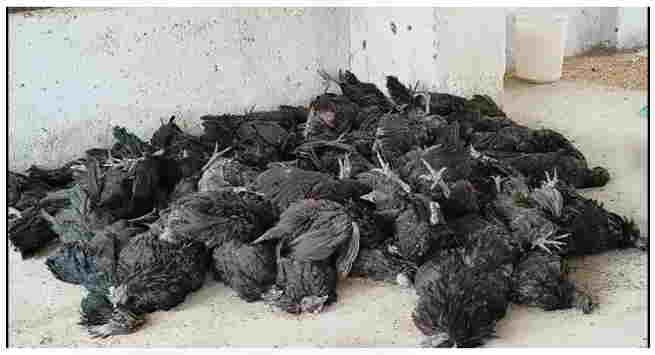 Bokaro News:-       रंगों के त्योहार होली के पहले राज्य में बर्ड फ्लू की आहट,लगभग 500 से अधिक मुर्गियों की मौत हो गयी
