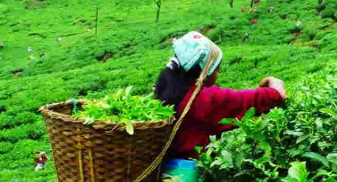 Land Scam:-चाय बागान की 100 एकड़ की जमीन के रिकॉर्ड में  घपला , बुंडू में 10 करोड़ में बेची 1457 एकड़ भूमि, पुंदाग में 100 एकड़ की अवैध जमाबंदी