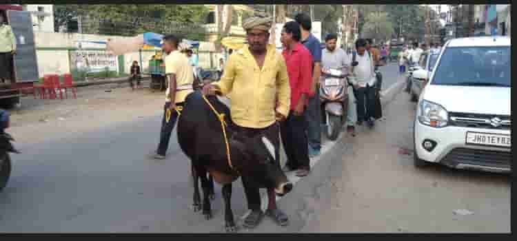 Latehar: लातेहार में सड़क पर जमे लावारिस पशु के मालिकों के खिलाफ नगर पंचायत ने शुरू की कार्रवाई।