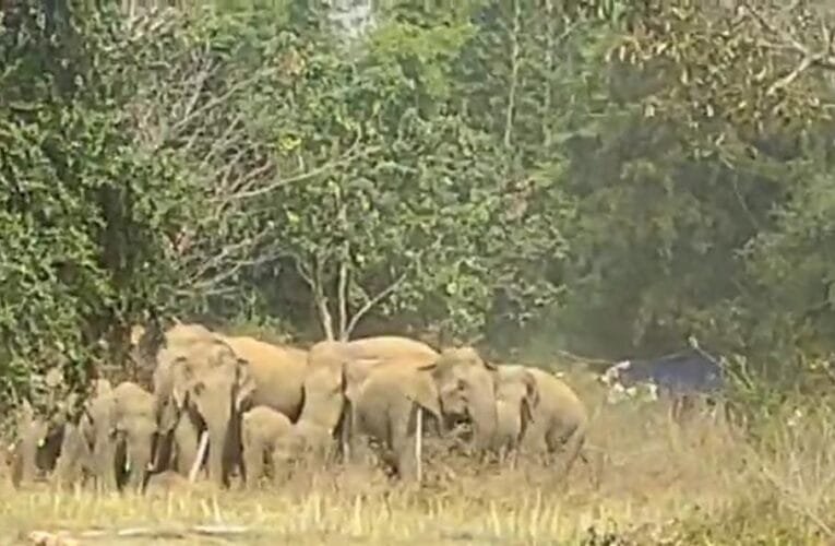 A huge herd of wild elephants reached a village in Sisai block, causing panic among the villagers.