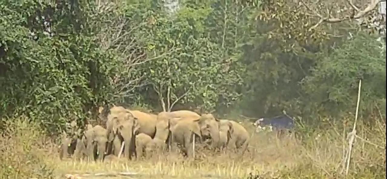 A huge herd of wild elephants reached a village in Sisai block, causing panic among the villagers.