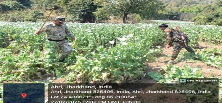 पलामू और हजारीबाग में सैकड़ो एकड़ अवैध अफीम/पोस्ते की खेती के विरुद्ध अभियान चलाकर फसलों को किया गया नष्ट 4 20250227 185527