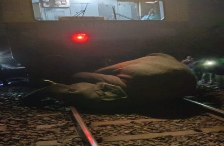 हटिया टाटा पैसेंजर ट्रेन से कटकर हाथी की मौत, ट्रेन सेवा बाधित रांची