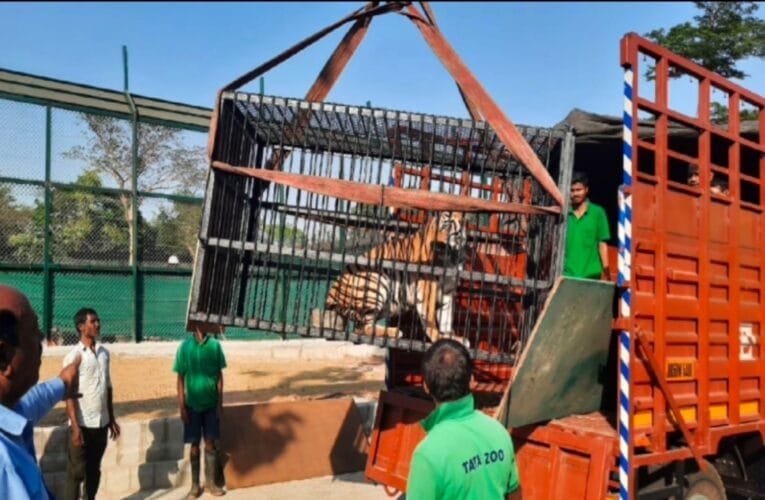 टाटा जू में अब बंगाल टाइगर से होगा आपका सामना !