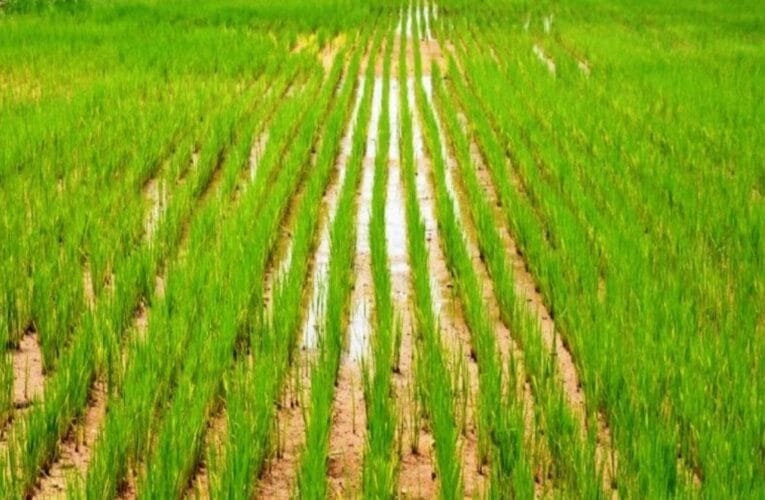 पलामू : फसल बीमा का एक लाख चालीस हजार आवेदन फर्जी , DC की जांच में आया सामने