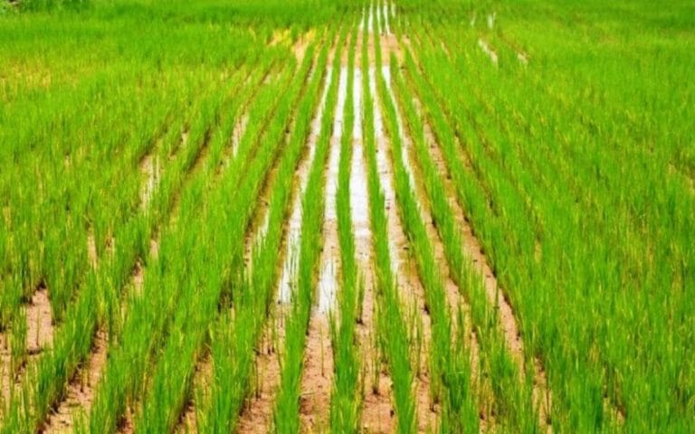 पलामू : फसल बीमा का एक लाख चालीस हजार आवेदन फर्जी , DC की जांच में आया सामने