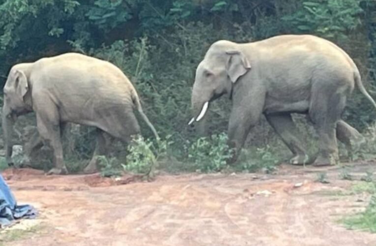 रांची में गजराज की दस्तक, इलाकों में बना भय का माहौल, मौके पर पहुंची वन विभाग की टीम
