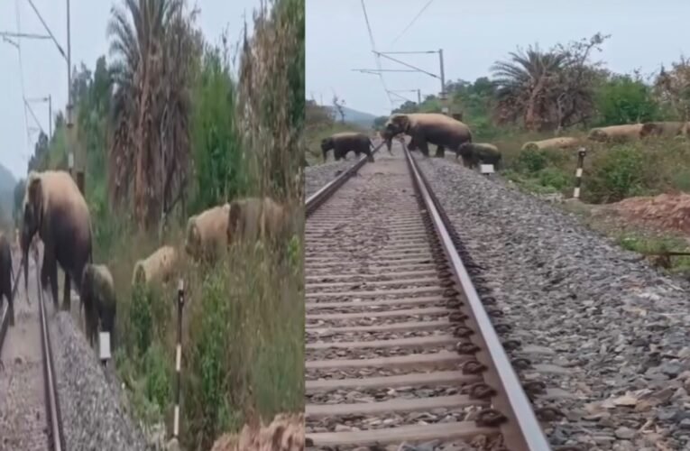 गुंडा बिहार स्टेशन में दिखा हाथियों का झुंड, यह वन्यजीवों की सुरक्षा बल्कि रेलवे संचालन के लिए भी खतरा