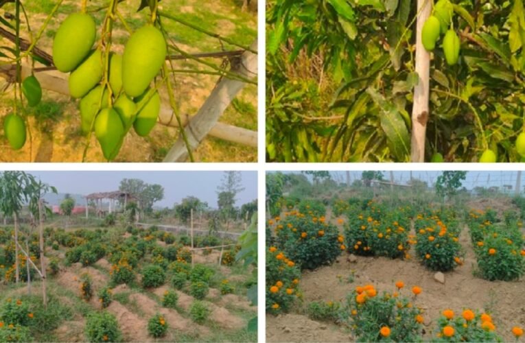 बरमसिया गाँव की हरियाली क्रांति: आम और गेंदा फूल की खेती से किसान बना रहे नई मिसाल