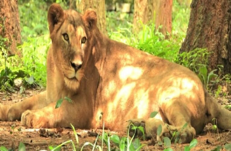 ओरमांझी के बिरसा जैविक उद्यान में शेरनी प्रियंका की मृत्यु, शशांक अब अकेला