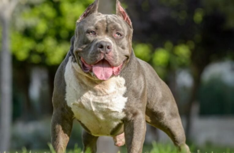 झारखंड में कुत्तों की खतरनाक नस्लों पर सख्त प्रतिबंध, पालने के लिए अनुमति अनिवार्य