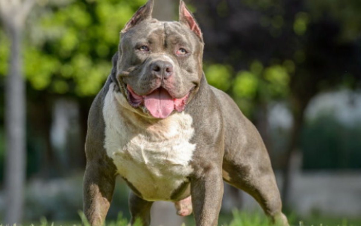 झारखंड में कुत्तों की खतरनाक नस्लों पर सख्त प्रतिबंध, पालने के लिए अनुमति अनिवार्य 5 20250524 154331