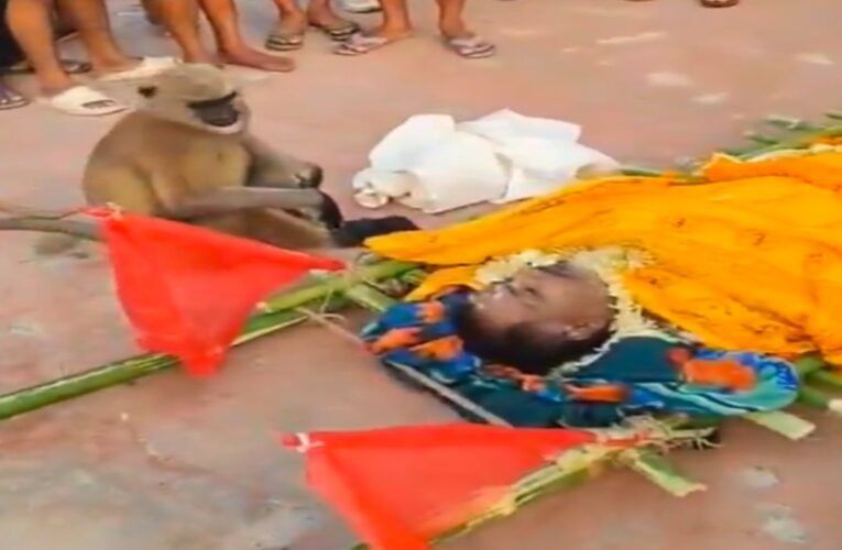 झारखंड के देवघर में लंगूर ने दी अपने मित्र को भावुक विदाई, अंतिम संस्कार में शामिल होकर जताया अपनापन, देखे वीडियो
