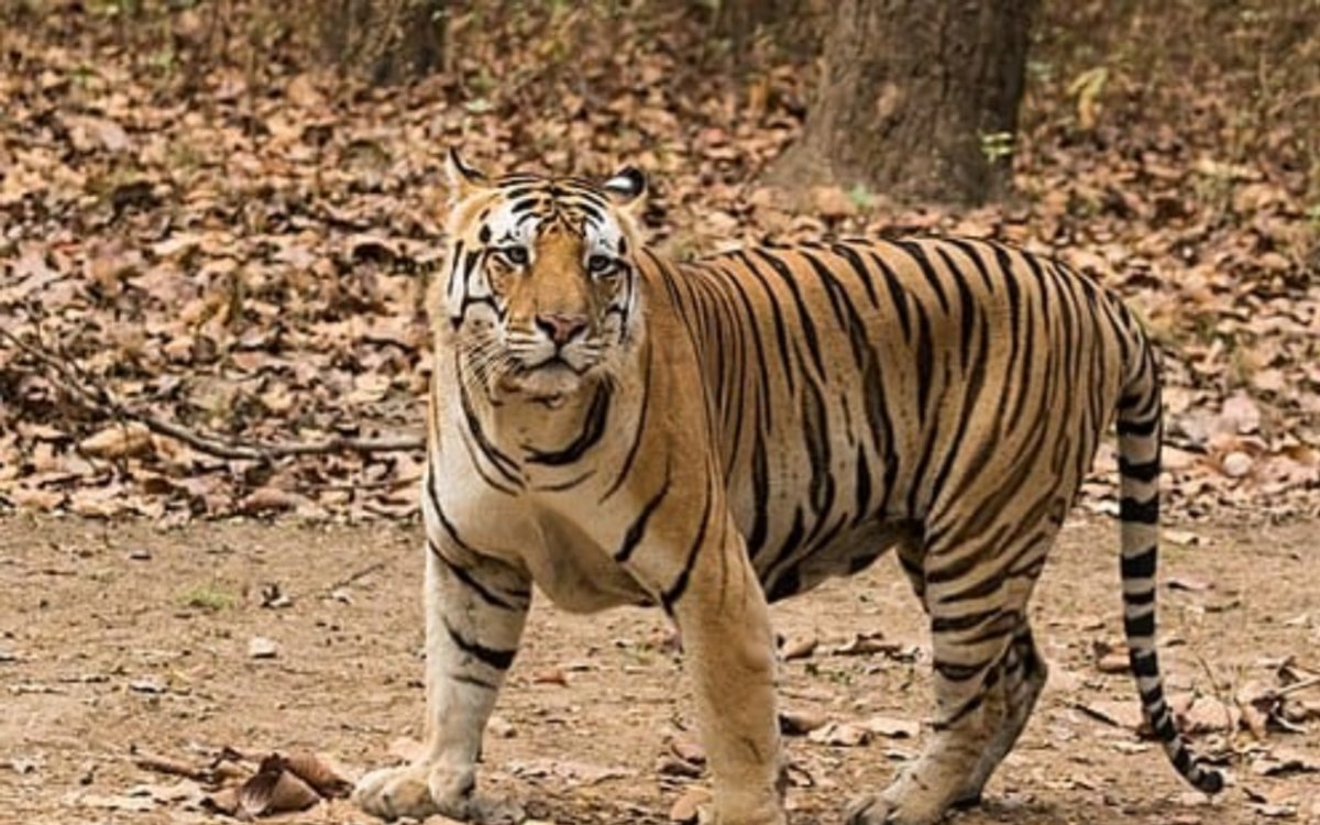 नामकुम में बाघ का आतंक: लाली जंगल में तीन मवेशियों की मौत, ग्रामीणों में दहशत! 8 20250616 122127