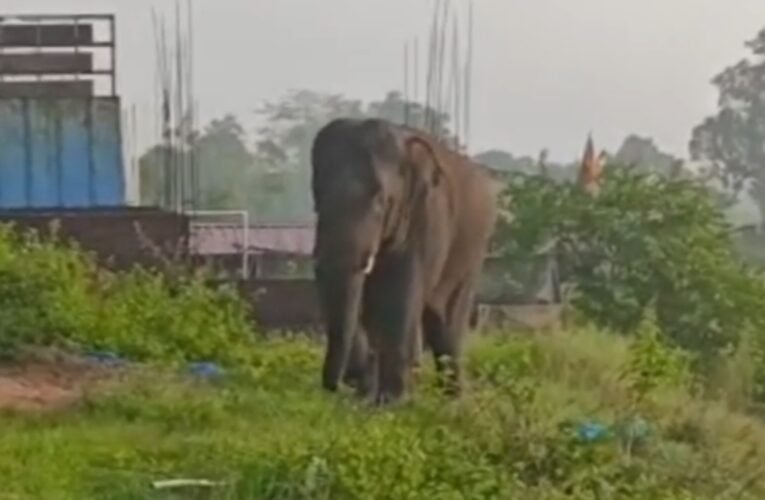 कुडू थाना क्षेत्र में हाथियों का आतंक, घर और फसल बर्बाद, किसानों की फसलों को भारी नुकसान