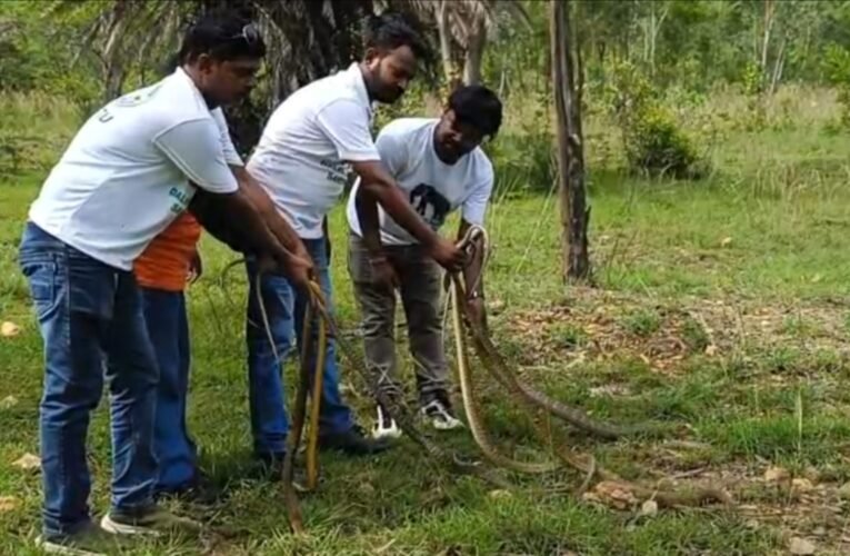 जमशेदपुर की सांप रक्षक टीम: हजारों सांपों की जान बचाकर दलमा के जंगलों में दे रहे नया जीवन