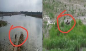 कोडरमा थर्मल पावर प्लांट के ऐश पौंड में फंसे दो हाथी, रेस्क्यू के लिए बंगाल से विशेषज्ञ टीम बुलाई गई 5 20250705 132742