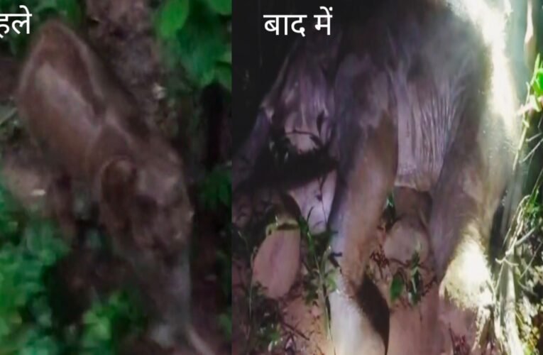 चाईबासा के सारंडा जंगल में आईईडी ब्लास्ट में घायल हाथी की इलाज के दौरान मौत