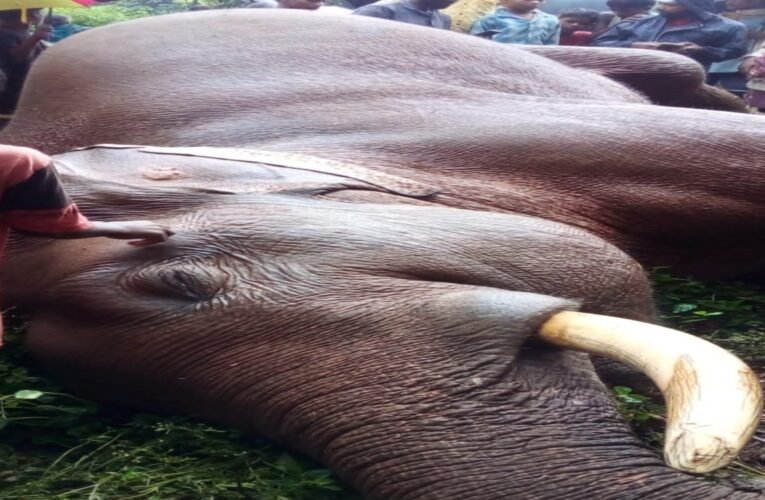झारखंड: चाईबासा में विशाल दंतैल हाथी की संदिग्ध मौत, वन विभाग और बिजली विभाग ने शुरू की जांच