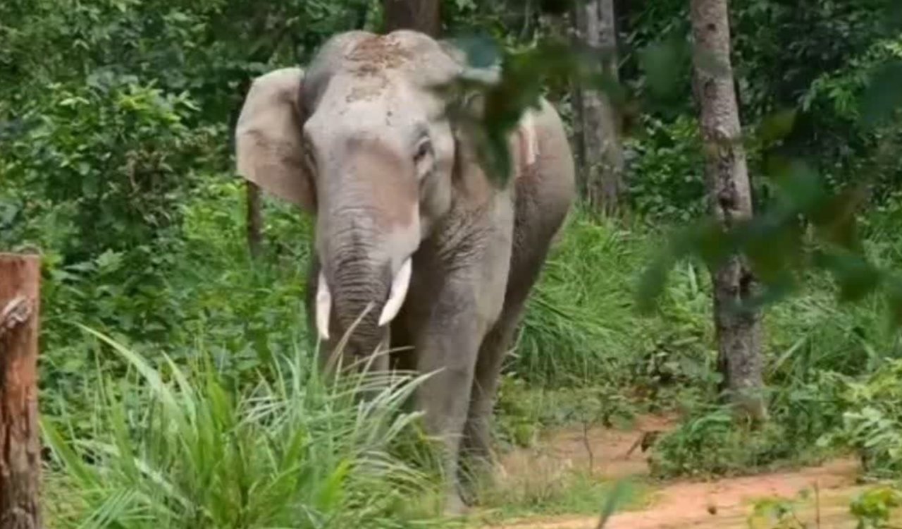 बानो में जंगली हाथियों का आतंक, ग्रामीणों में दहशत, रातभर जागकर खदेड़ने को मजबूर 4 20250717 150253